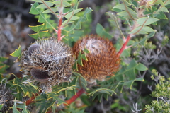 Banksia baxteri