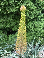 Eremurus stenophyllus