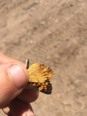Phyciodes batesii