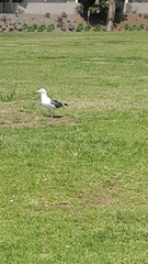 Larus occidentalis