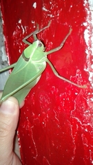 Stilpnochlora thoracica
