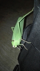 Stilpnochlora thoracica