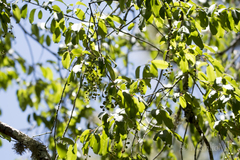 Prunus serotina capuli