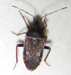 Neolethaeus