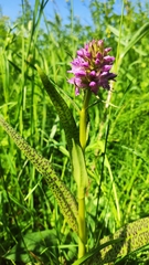 Dactylorhiza majalis