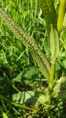 Dactylorhiza majalis