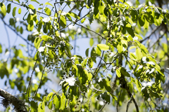 Prunus serotina capuli