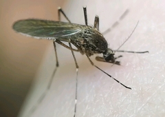 Aedes annulipes