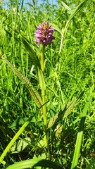 Dactylorhiza majalis