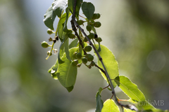 Prunus serotina capuli