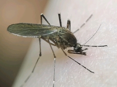 Aedes annulipes