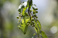 Prunus serotina capuli