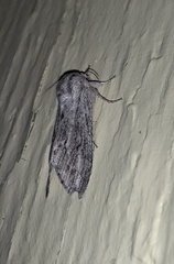 Acronicta lanceolaria