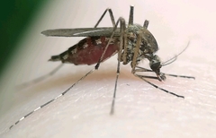 Aedes annulipes