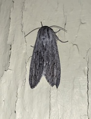Acronicta lanceolaria
