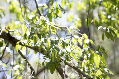 Prunus serotina capuli