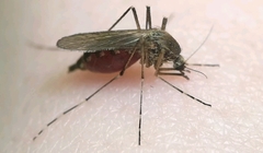 Aedes annulipes
