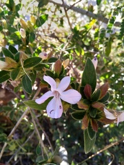 Barleria rupicola image