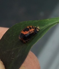 Harmonia axyridis
