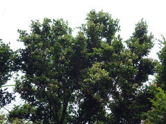 Syzygium elliptifolium
