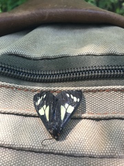 Gnophaela latipennis