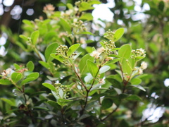 Syzygium elliptifolium