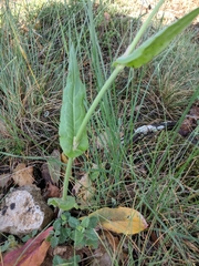 Rumex tuberosus