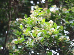 Syzygium elliptifolium