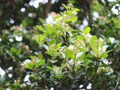Syzygium elliptifolium