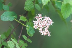 Spiraea bella