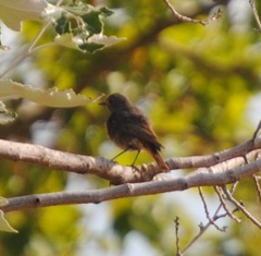 Phoenicurus ochruros