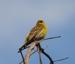 Serinus serinus