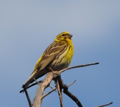Serinus serinus