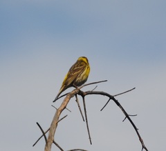 Serinus serinus