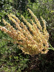 Rumex tuberosus