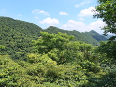 Crateva adansonii formosensis