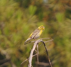 Serinus serinus