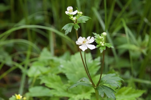 Himalayan Snow Anemone (Anemonastrum elongatum)