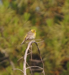 Serinus serinus