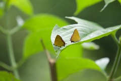 Heliophorus epicles