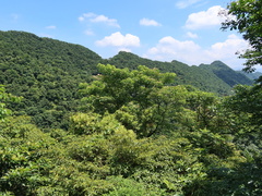 Crateva adansonii formosensis