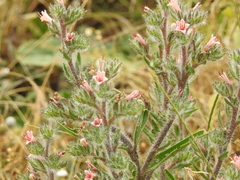 Echium asperrimum