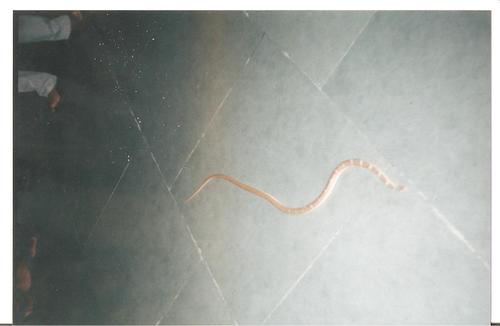 Joseph's Racer
