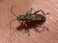 Donacia marginata