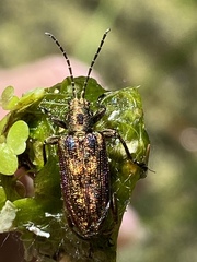 Donacia marginata