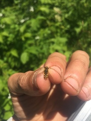 Parhelophilus obsoletus