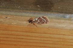 Korscheltellus fusconebulosa