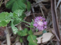 Centaurea sphaerocephala