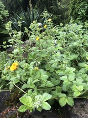 Potentilla argyrophylla