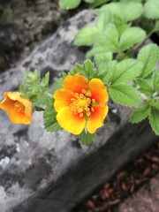 Potentilla argyrophylla